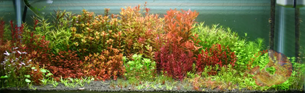 bể trồng Rotala sp. ”Colorata” thuộc họ Lythraceae